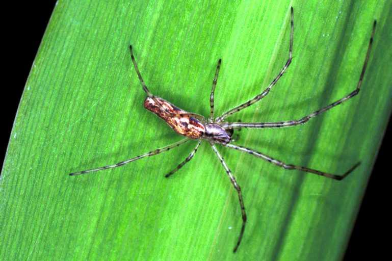 Tetragnatha_ZZ208_RF0724_Z_78_Les Gris_Frankrijk.jpg